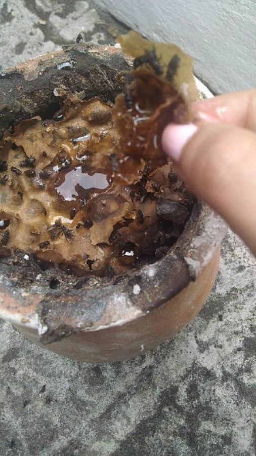 Meson Yohualichan Cuetzalan Ngoại thất bức ảnh