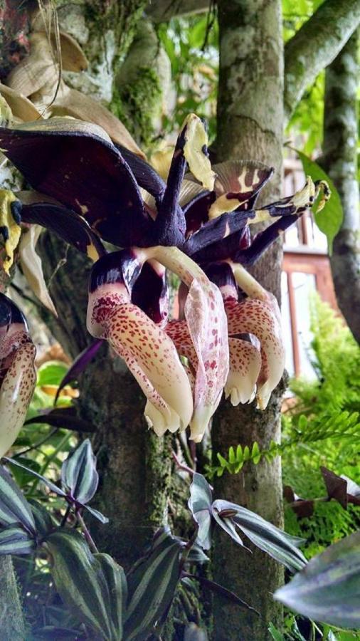 Meson Yohualichan Cuetzalan Ngoại thất bức ảnh